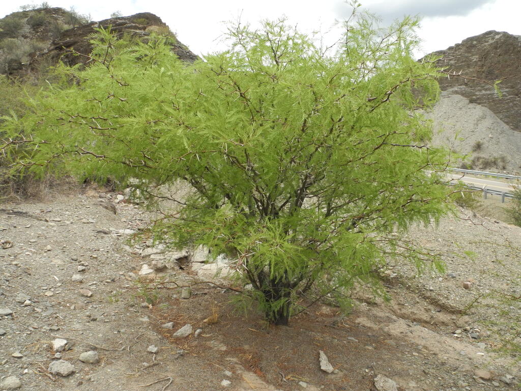RN150 zwischen Huaco und Patquia, Busch mit langen Dornen