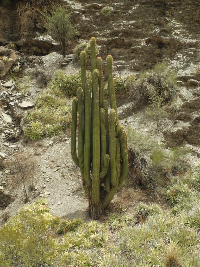 RN150 zwischen Huaco und Patquia, Kakteen