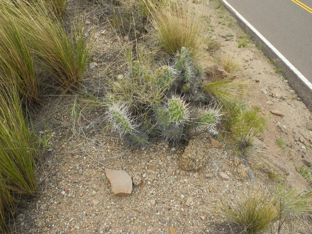 RN150 zwischen Huaco und Patquia, kleine Kakteen