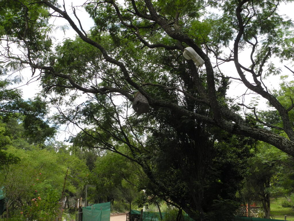 Camping Costa del Rio, wilde Bienen