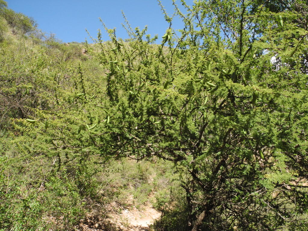 Früchte am Akazien Strauch