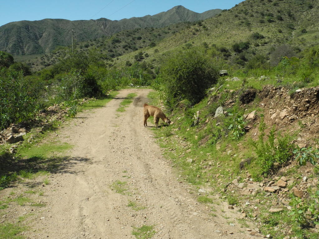 Alpaca an der Straße zum Bauernhof
