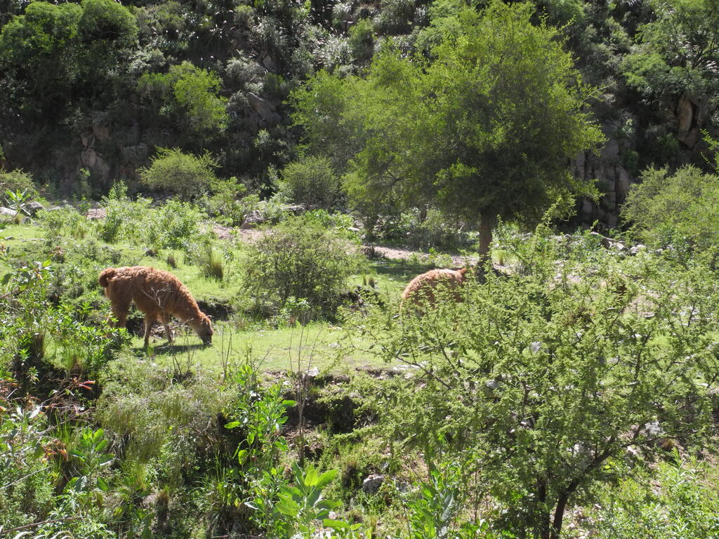 Alpaca an der Straße zum Bauernhof