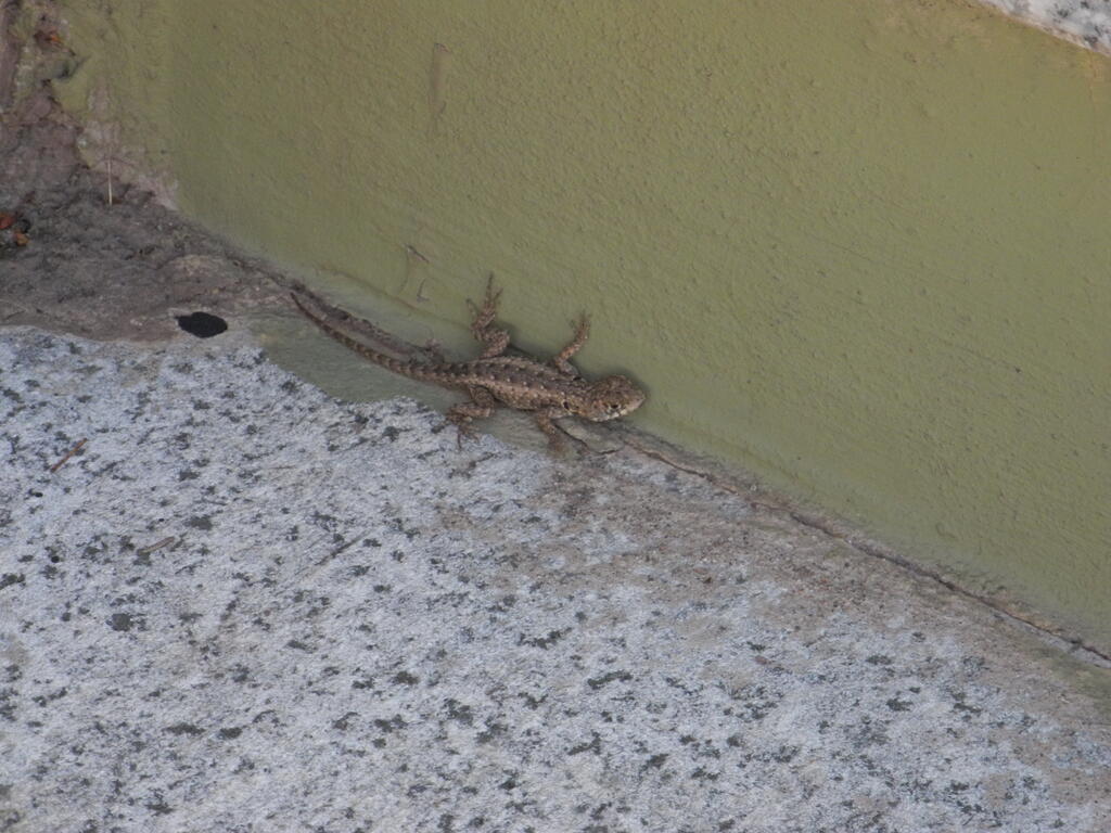 Eidechse auf der Treppe im Park