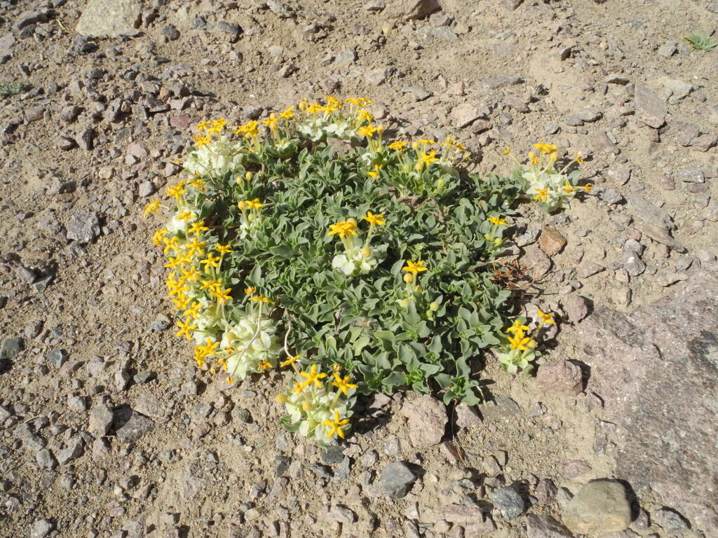 Gelbe Blumen im Geröll
