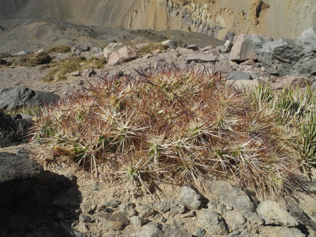 Ein kleiner Kaktus zwischen den Steinen