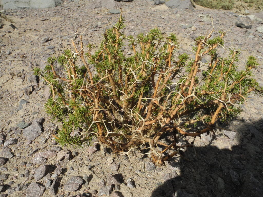 Weitere stachlige Pflanzen...