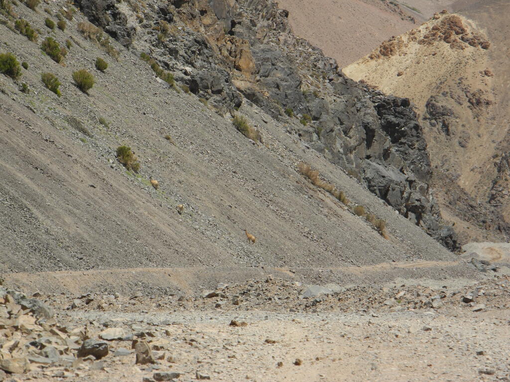 Lamas (Art unsicher)