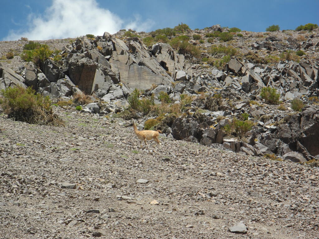 Lamas (Art unsicher)