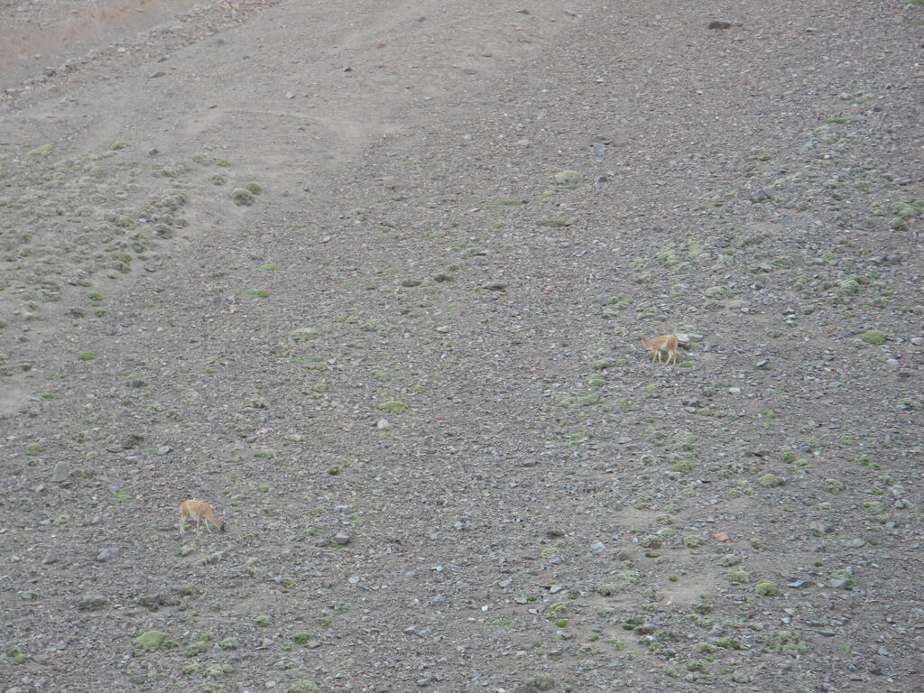 Lamas (Art unsicher)