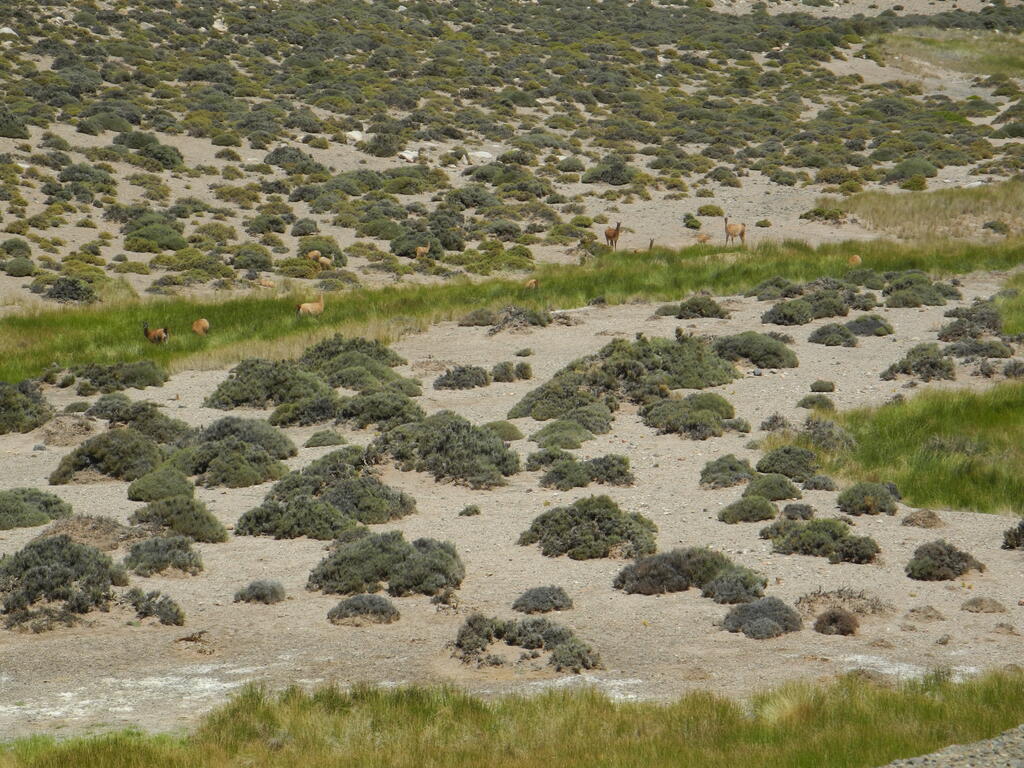 Guanacos an der Straße