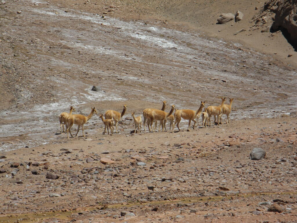 Vicuñas an der Straße