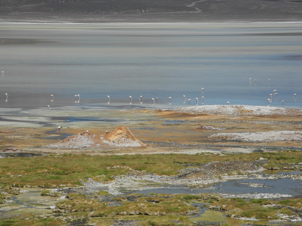 Laguna Brava Flamingos