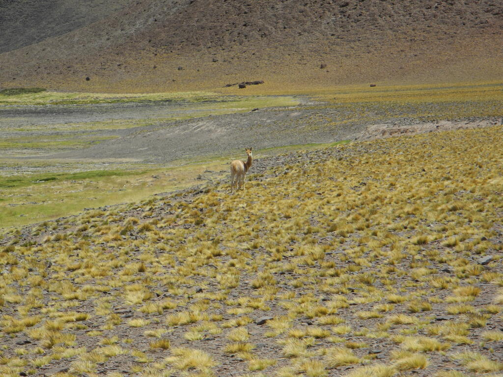 Lguna Brava Vicuña