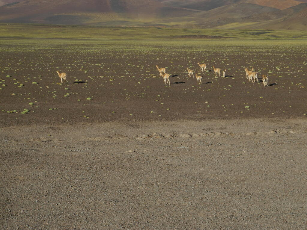 Vicuñas an der Straße