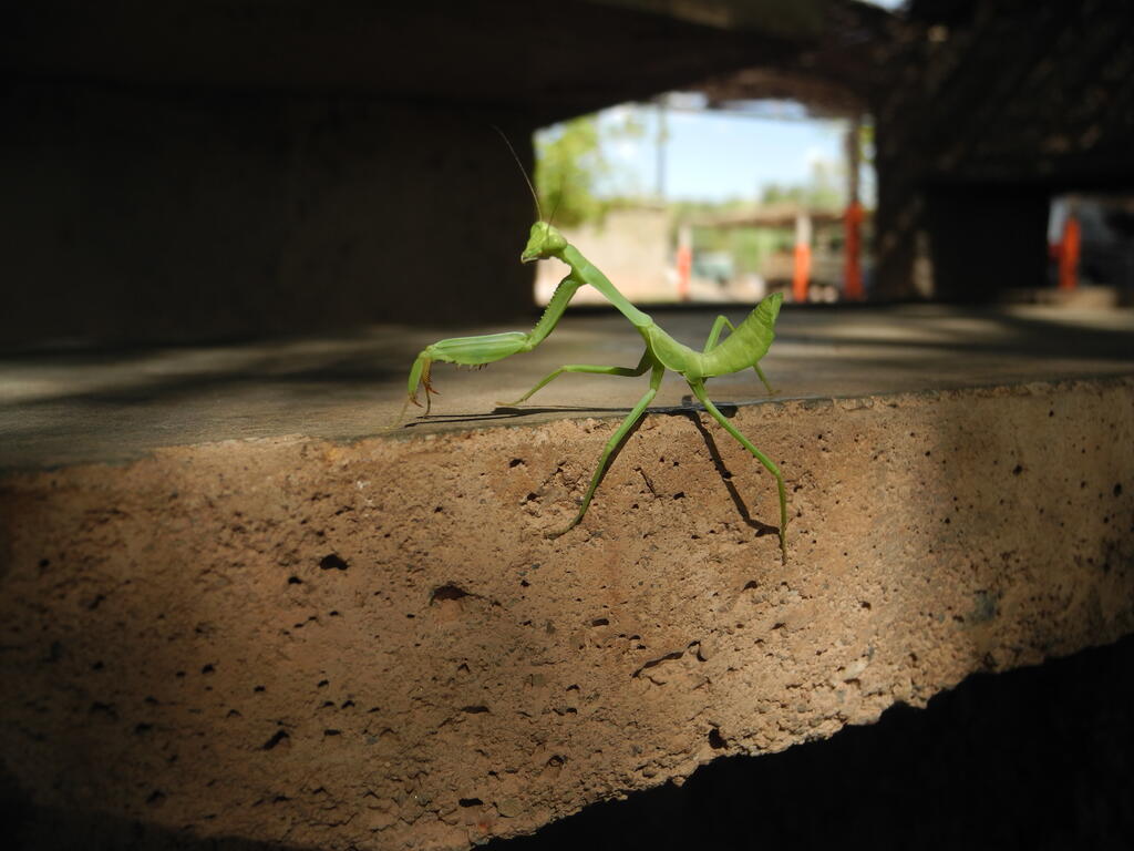 Gottesanbeterin auf dem Campingplatz
