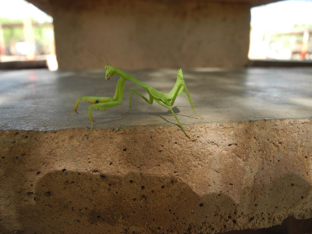 Gottesanbeterin auf dem Campingplatz