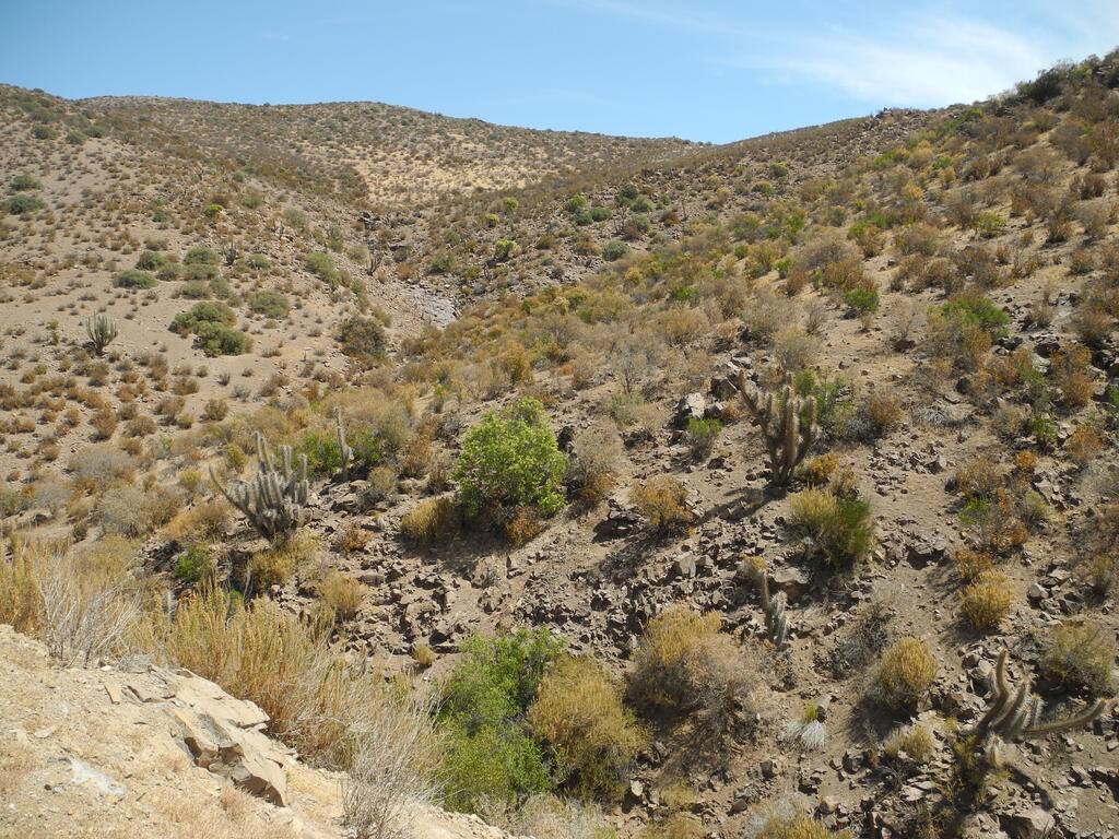 Vegetation an der Straße von Andacollo nach Samo Alto