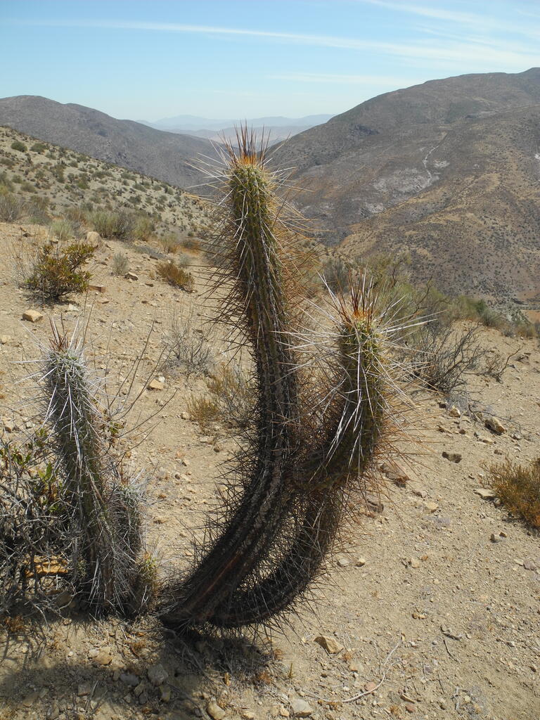 Kaktus am Straßenrand
