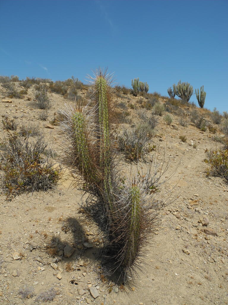Kaktus am Straßenrand