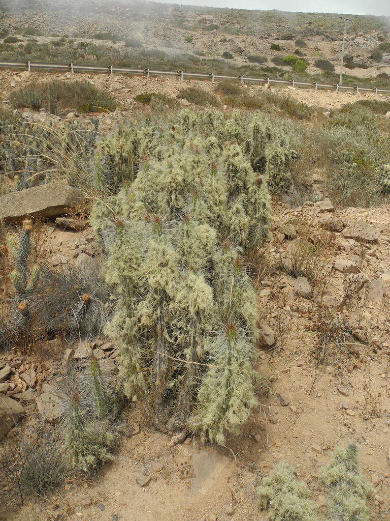 Mit dem Nebel wachsen auch Flechten in den Kakteen