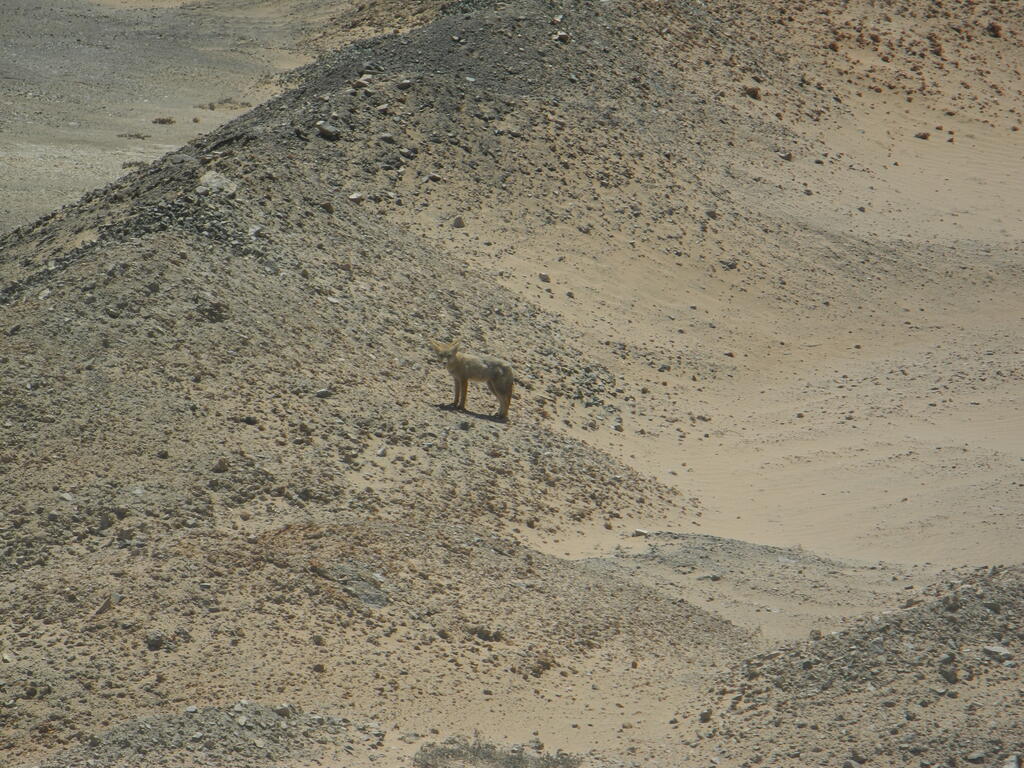 Ein Wüstenfuchs neben der Straße