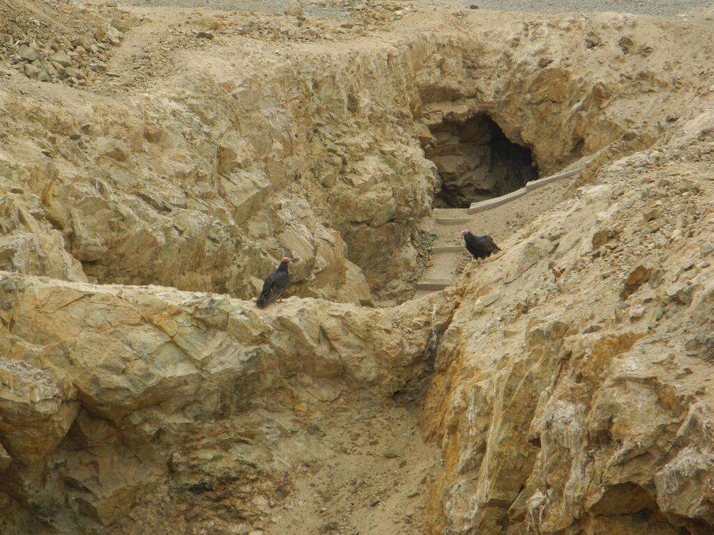 Und die Geier warten schon...