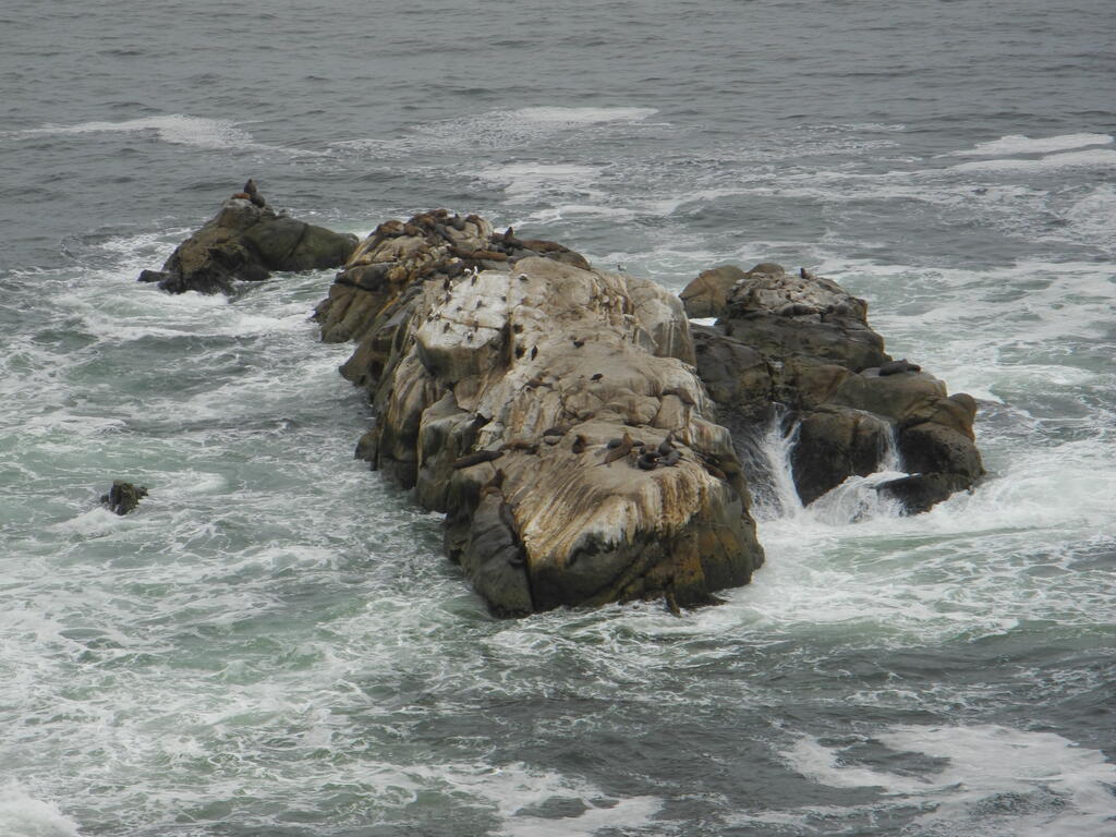 Robben und Vögel an der Küste