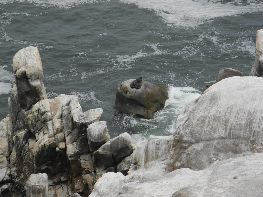 Robben an der Küste