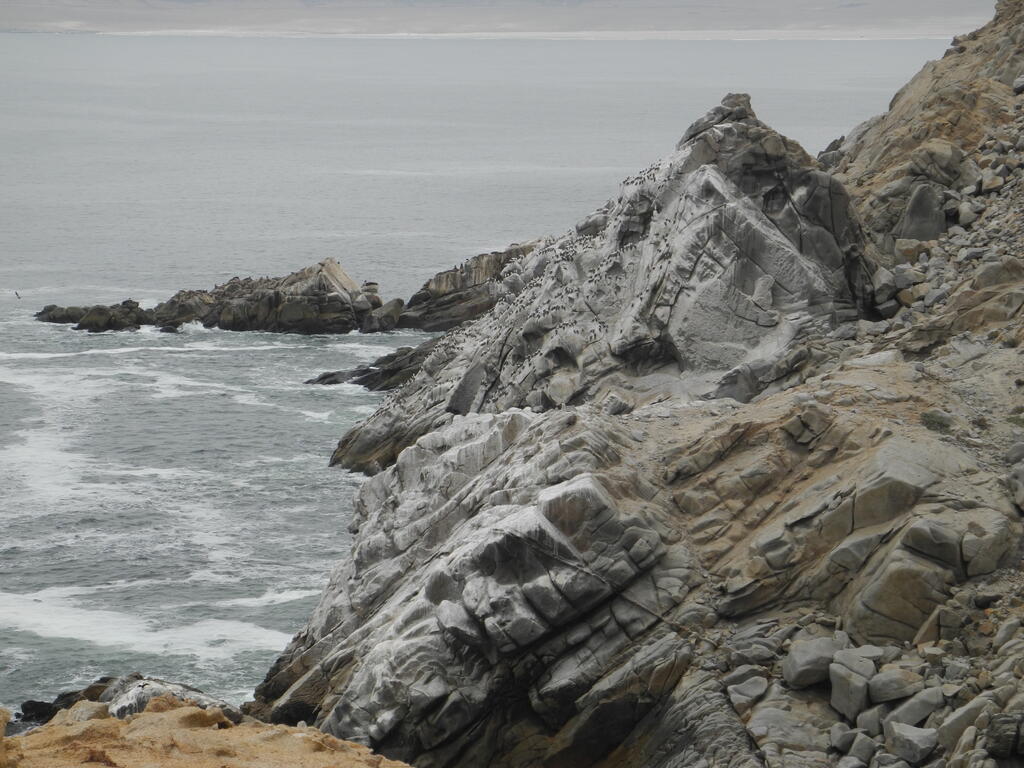 Vögel an der Küste