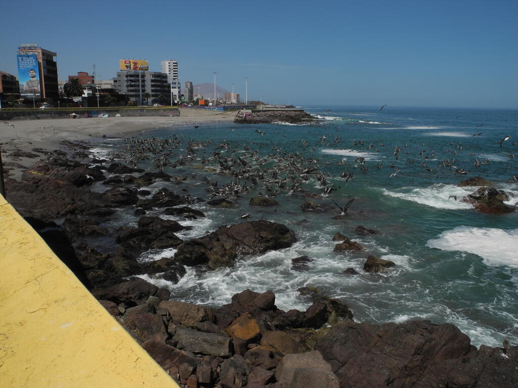 Seevögel fangen Fische