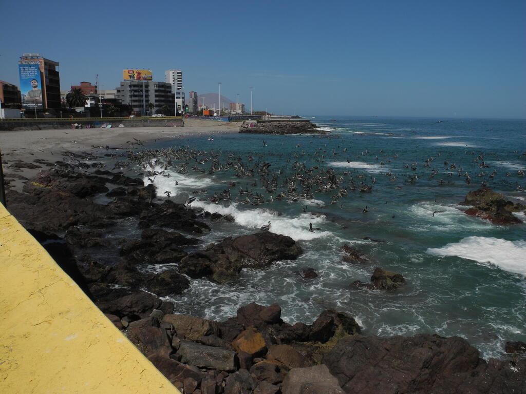 Seevögel fangen Fische