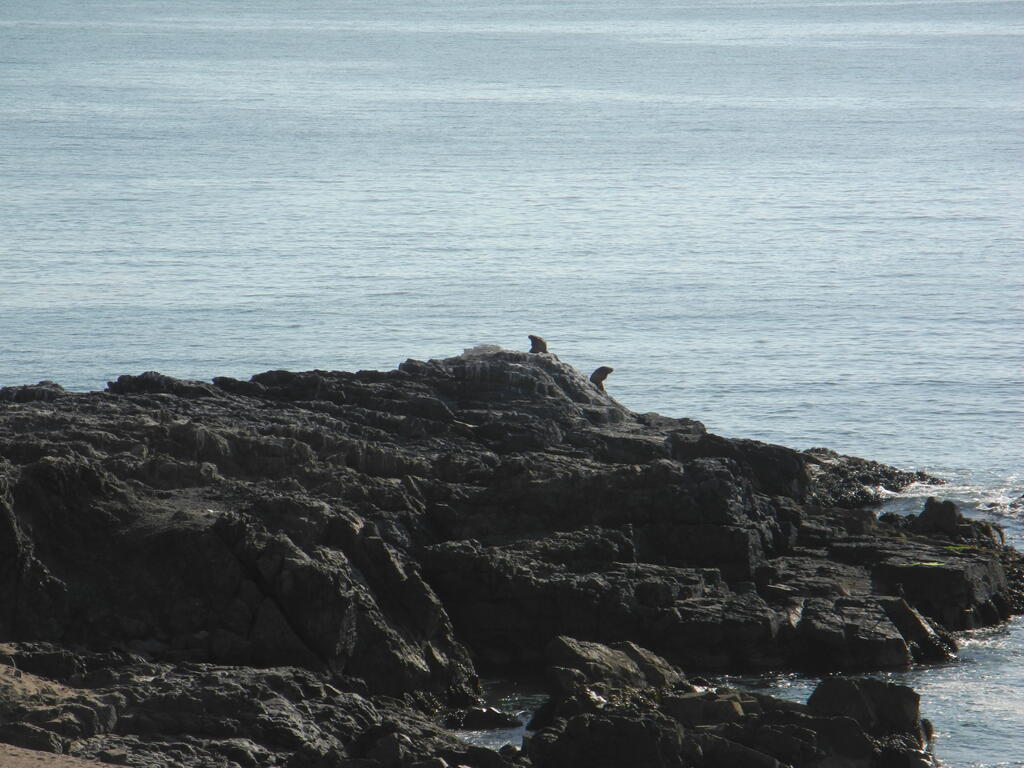 Seelöwen auf den Felsen vor dem Campingplatz