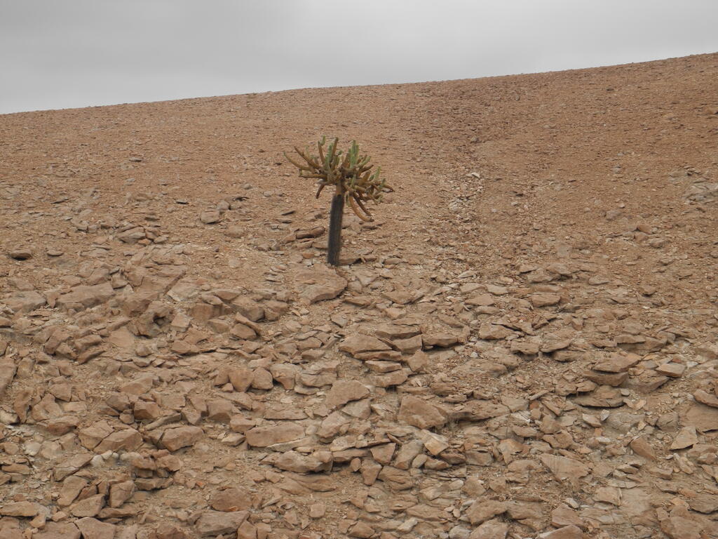 Kaktus nahe dem Übernachtungsplatz