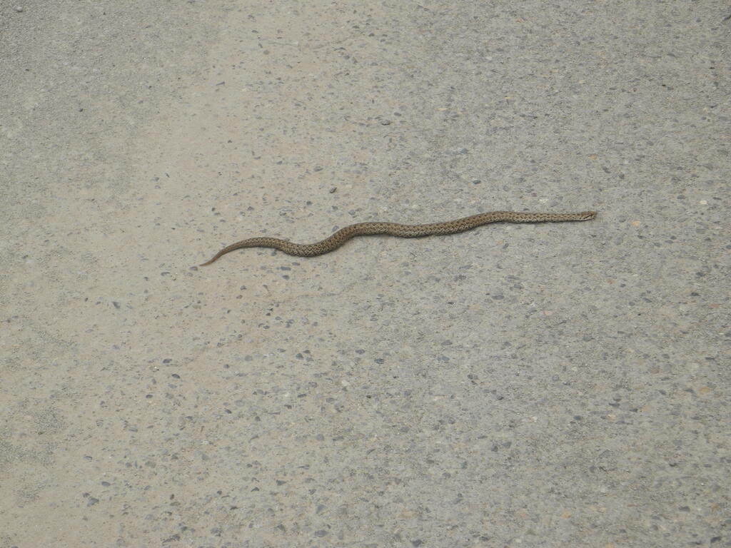 Schlange auf der Straße