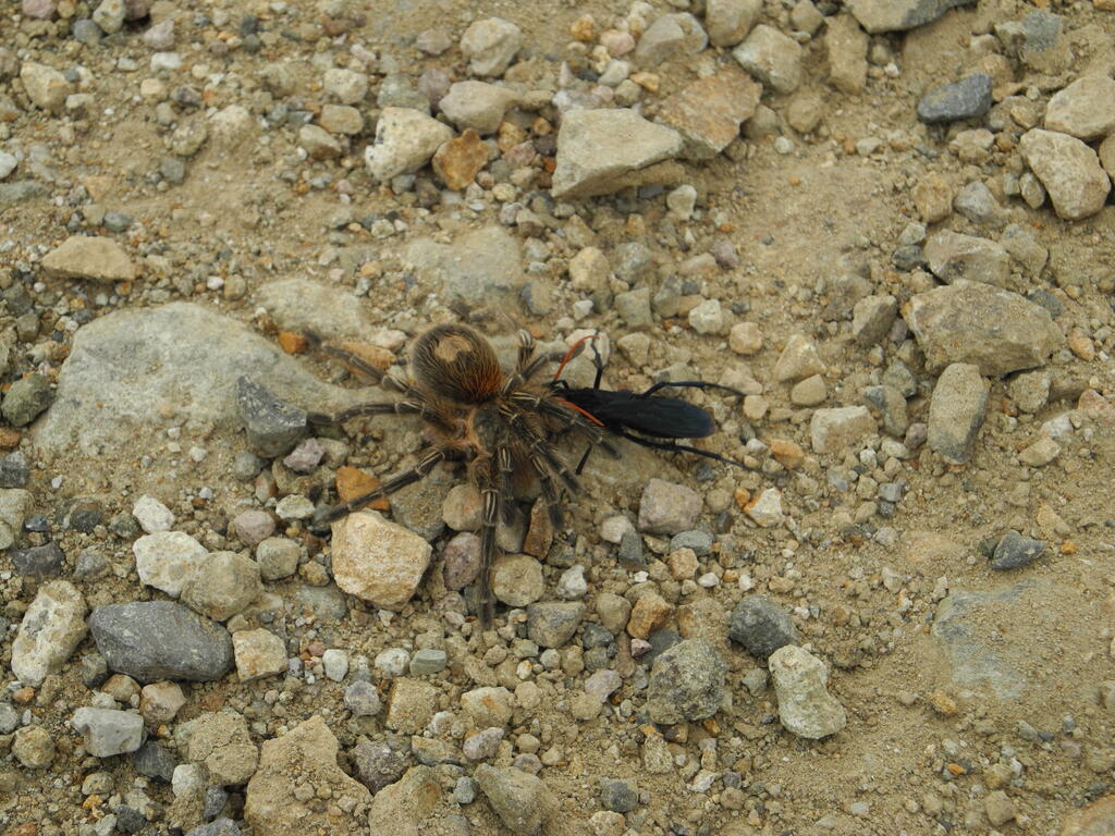 Insekt schleppt eine große Spinne nach Hause