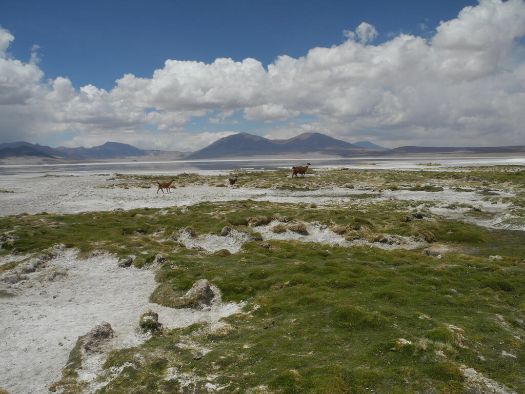 Alpakas am Salar de Huasco
