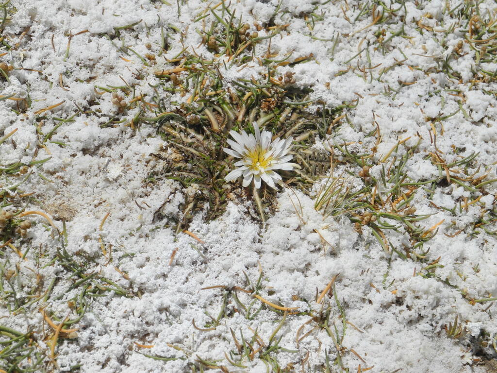 Blüte im Salz