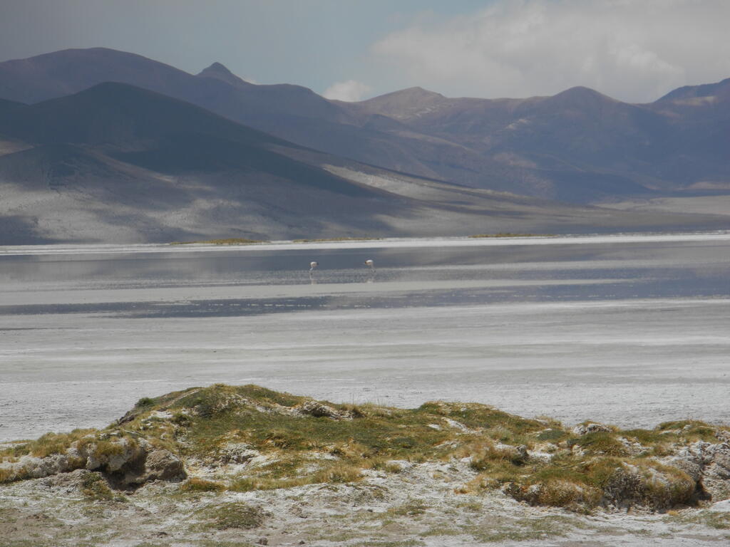 Flamingos im Salar de Huasco