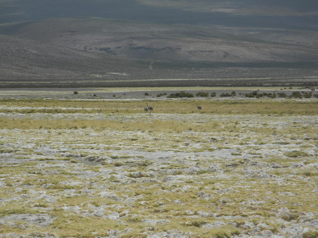 Suris im Tal des Rio Chancacolla