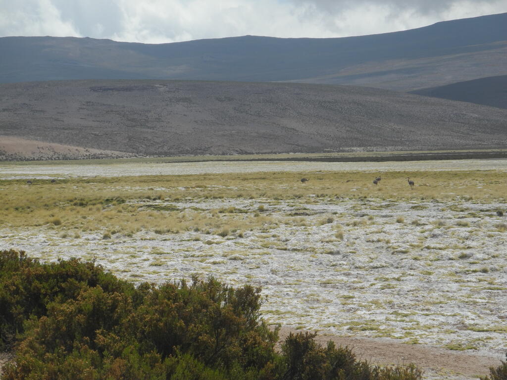 Suris im Tal des Rio Chancacolla