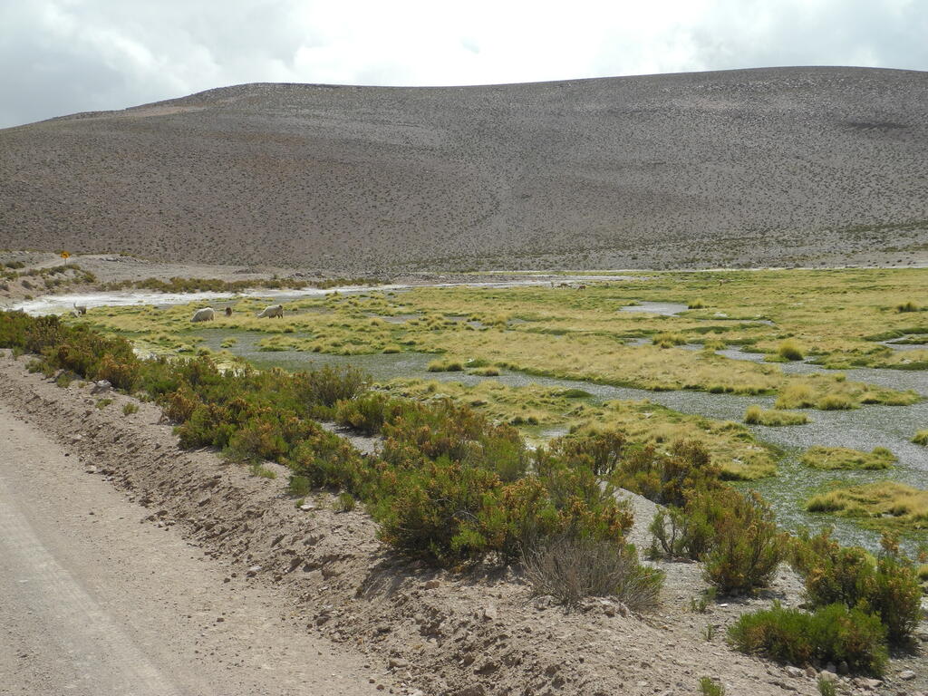 Alpakas und Vicuñas im Tal des Rio Chancacolla