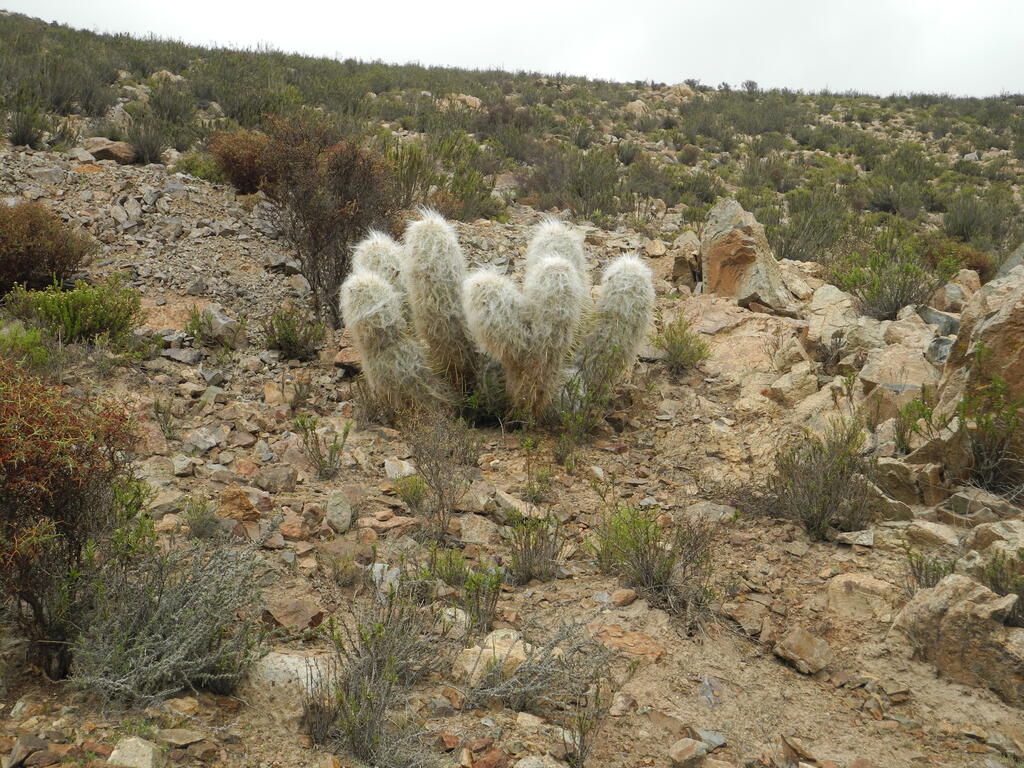 Kaktus an der Straße A-555