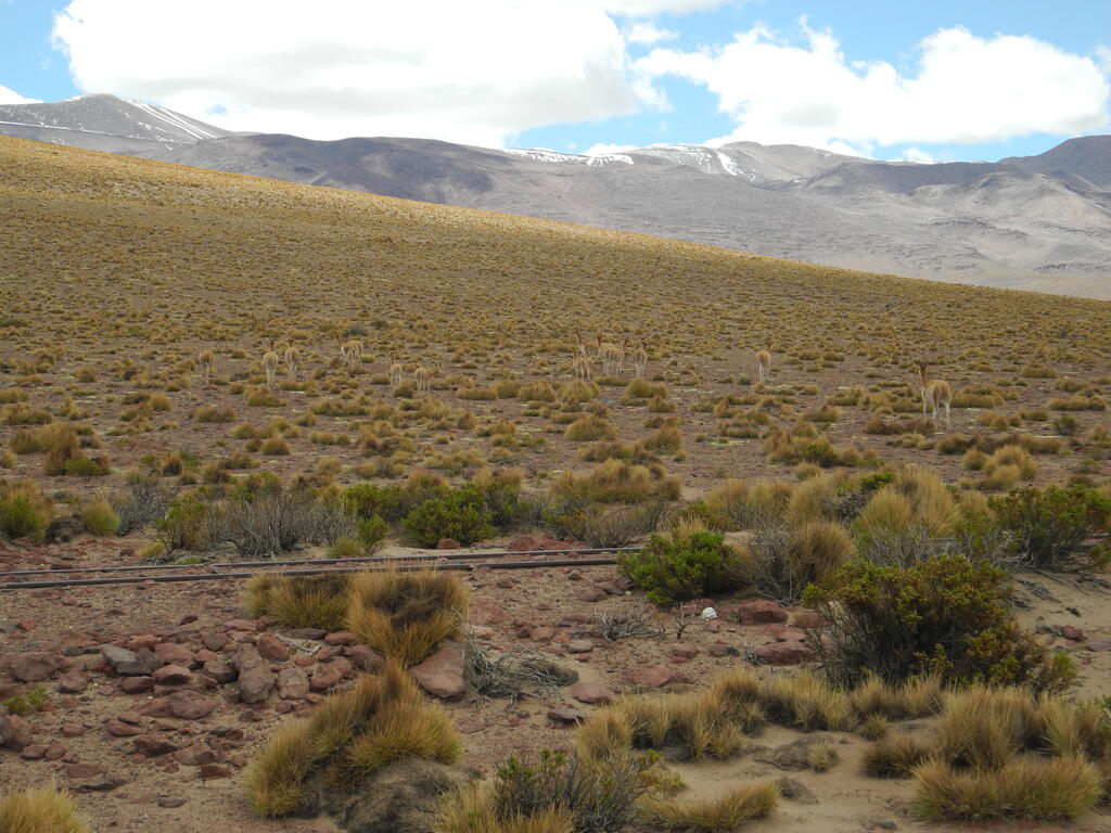 Vicuñas an der Straße