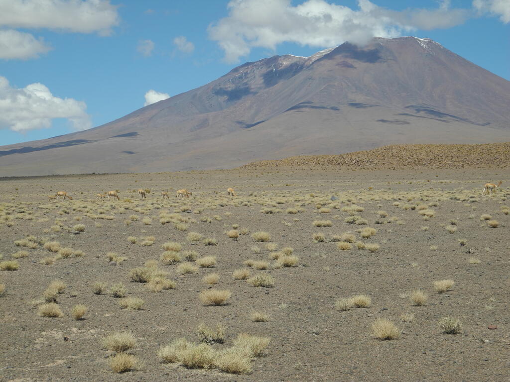 Vicuñas an der Straße