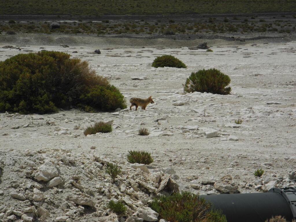 Ein Fuchs an der Straße