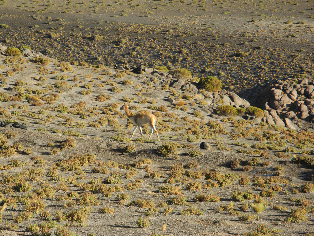 Vicuña an der Straße