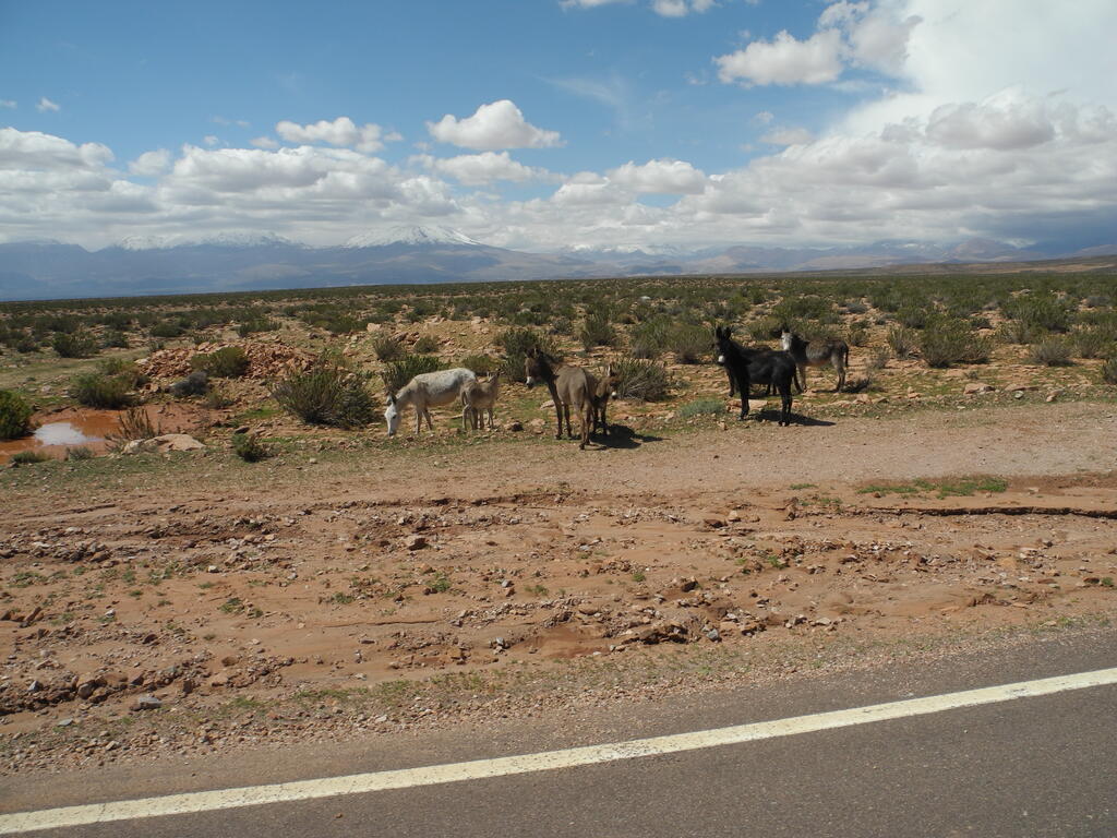 Esel am Straßenrand