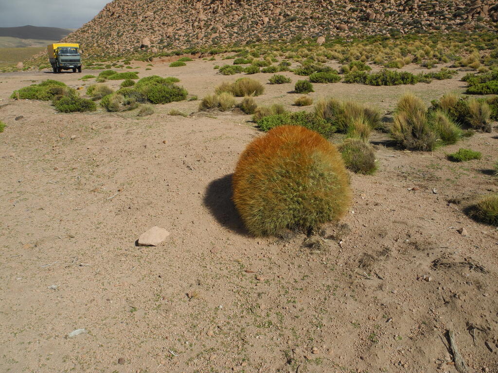 Ein weiterer Kaktus in Kugelform