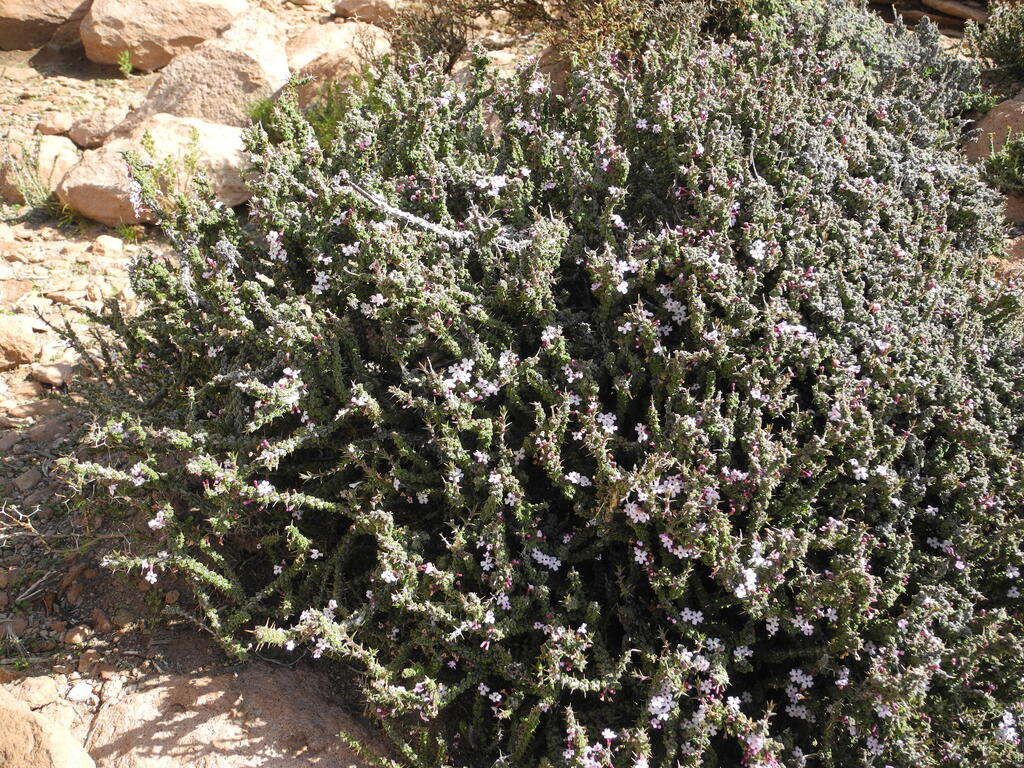 Blühendes Dornengewächs